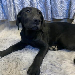 Labrador Retriever Puppy Velvet