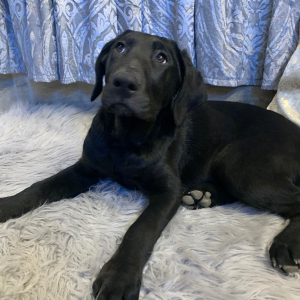 Labrador Retriever Puppy Velvet
