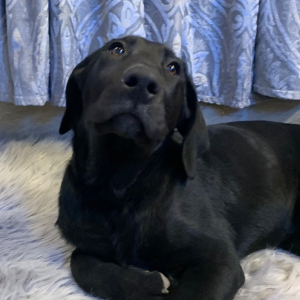 Labrador Retriever Puppy Velvet