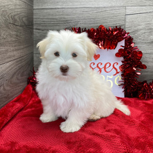 Havanese Puppy Kiara