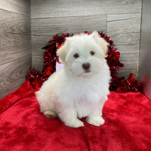 Havanese Puppy Kiara