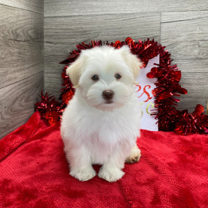 Havanese Puppy Kiara