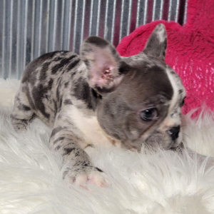French Bulldog Puppy Elvis