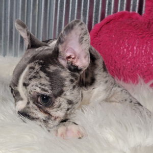 French Bulldog Puppy Elvis