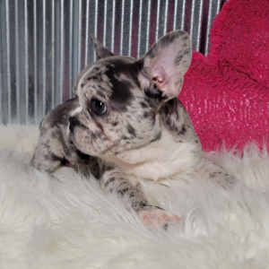 French Bulldog Puppy Elvis