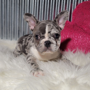 French Bulldog Puppy Elvis
