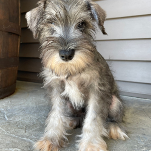 Miniature Schnauzer Puppy Toby