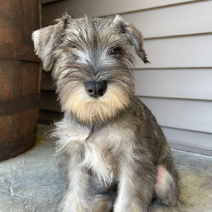 Miniature Schnauzer Puppy Toby