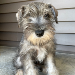 Miniature Schnauzer Puppy Toby