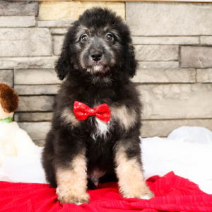 Bernedoodle Puppy Snoopy