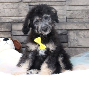 Bernedoodle Puppy Snoopy