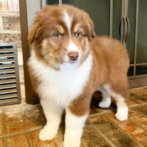 Australian Shepherd Puppy Chewey