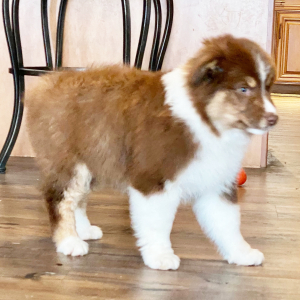 Australian Shepherd Puppy Chewey