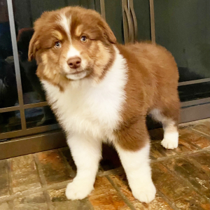 Australian Shepherd Puppy Chewey
