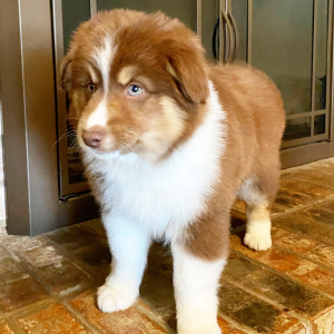 Australian Shepherd Puppy Chewey