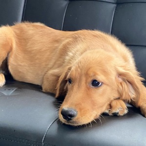 Golden Retriever Puppy Donner