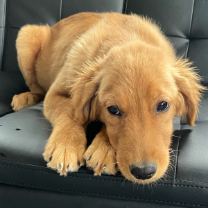 Golden Retriever Puppy Donner