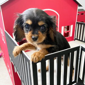 Cavalier King Charles Spaniel Puppy Sophia