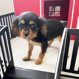 Cavalier King Charles Spaniel Puppy Sophia