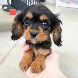 Cavalier King Charles Spaniel Puppy Sophia