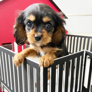 Cavalier King Charles Spaniel Puppy Sophia
