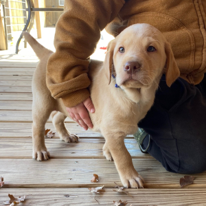 Labrador Retriever Puppy Dirk