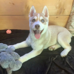 Siberian Husky Puppy Oakley