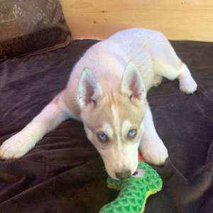 Siberian Husky Puppy Oakley