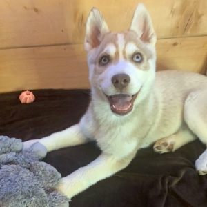 Siberian Husky Puppy Oakley