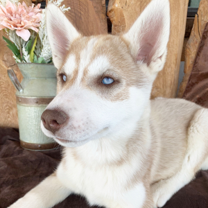 Siberian Husky Puppy Oakley