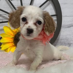 Cavapoo Puppy Jenny