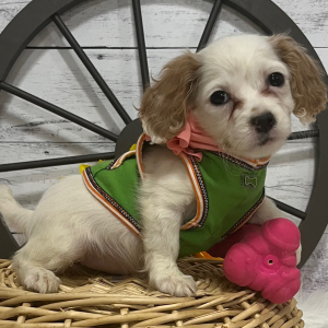Cavapoo Puppy Jenny