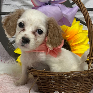 Cavapoo Puppy Jenny