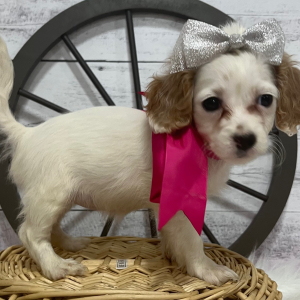 Cavapoo Puppy Jenny