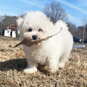 Bichon Frise Puppy Sugar