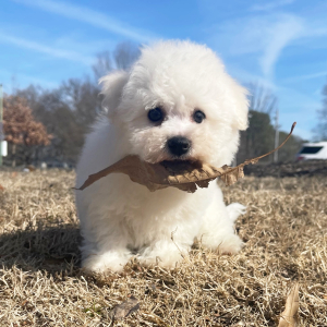 Bichon Frise Puppy Sugar