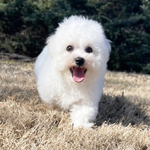 Bichon Frise Puppy Sugar
