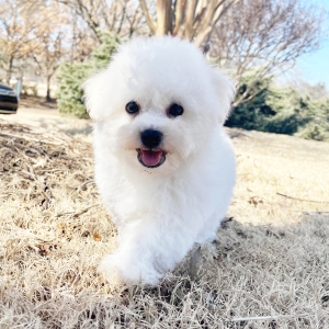 Bichon Frise Puppy Sugar