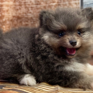 Pomeranian Puppy Simon