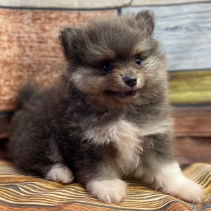 Pomeranian Puppy Simon