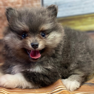 Pomeranian Puppy Simon