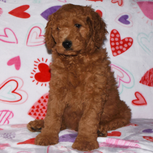 Labradoodle Puppy Arnie