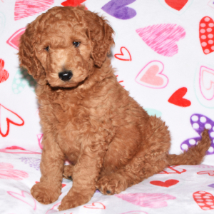 Labradoodle Puppy Arnie
