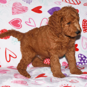 Labradoodle Puppy Arnie