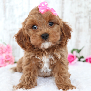 Cavapoo Puppy Kisses