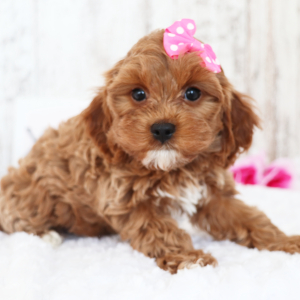 Cavapoo Puppy Kisses