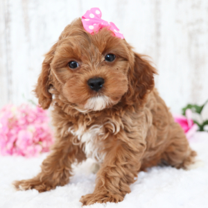Cavapoo Puppy Kisses