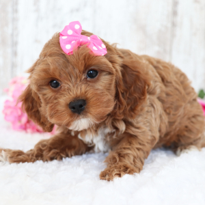 Cavapoo Puppy Kisses
