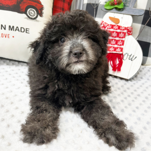 Aussiedoodle Puppy Curly