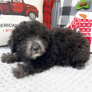 Aussiedoodle Puppy Curly